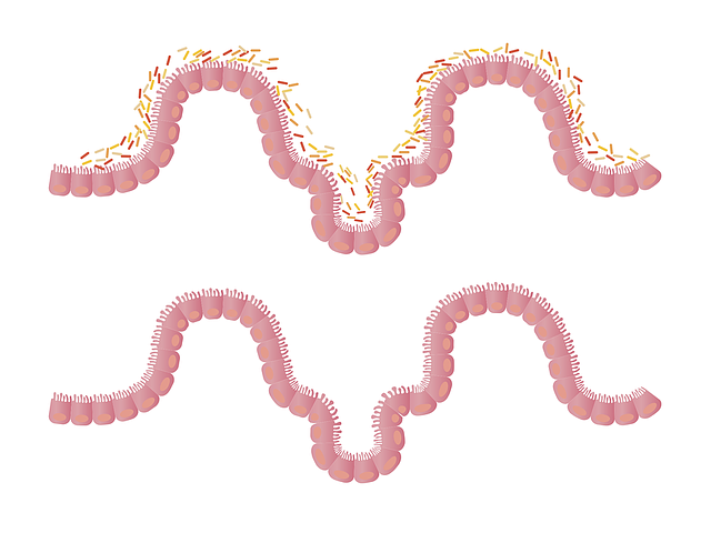 entérocytes séparées par des jonctions serrées