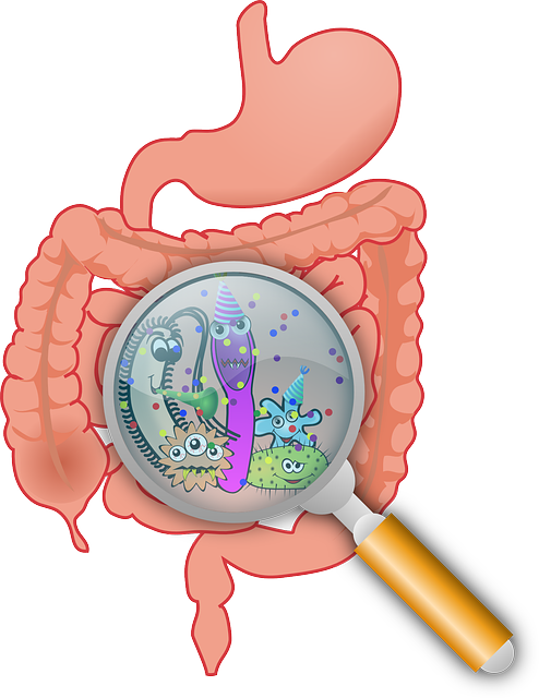 microbiote ou flore intestinale